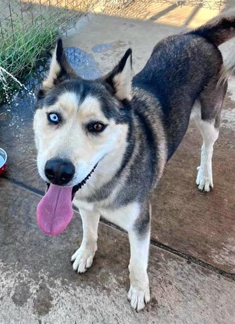 *AIMEE - Siberian Husky available for adoption