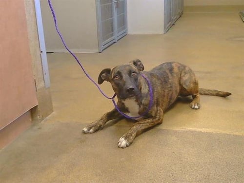A925132 - Pit Bull Terrier available for adoption