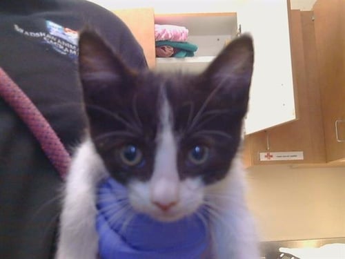 A927236 - Domestic Short Hair available for adoption