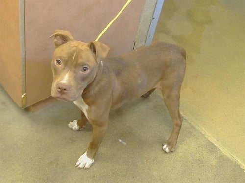 A924653 - Pit Bull Terrier available for adoption