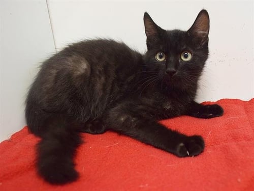 *ALI - Domestic Short Hair available for adoption