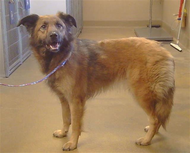 *PEACHY - Australian Shepherd available for adoption