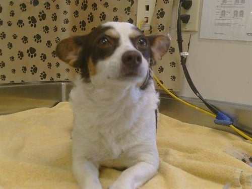 A925928 - Papillon / Cardigan Welsh Corgi available for adoption