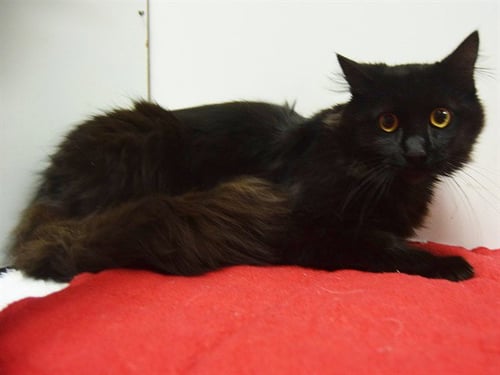 *BARCLAY - Domestic Long Hair for adoption in Elk Grove