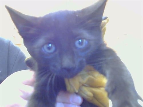 A927239 - Domestic Short Hair available for adoption