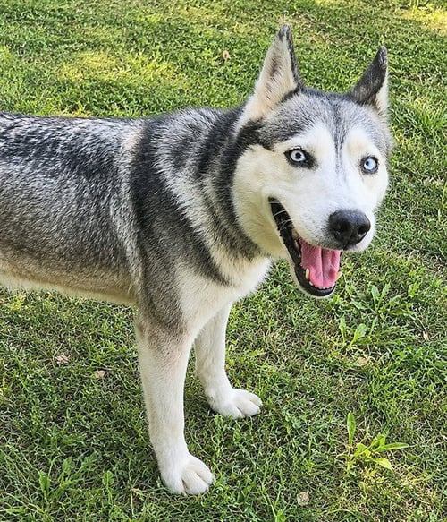 *POMONA SPROUT - Siberian Husky available for adoption