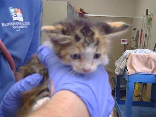 A927138 - Domestic Short Hair available for adoption