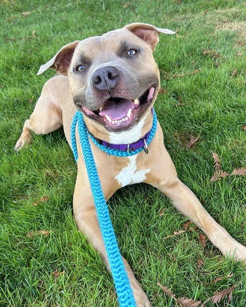 MACK - Pit Bull Terrier available for adoption