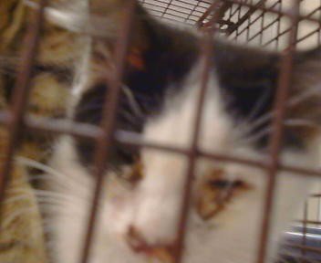 A924323 - Domestic Long Hair available for adoption