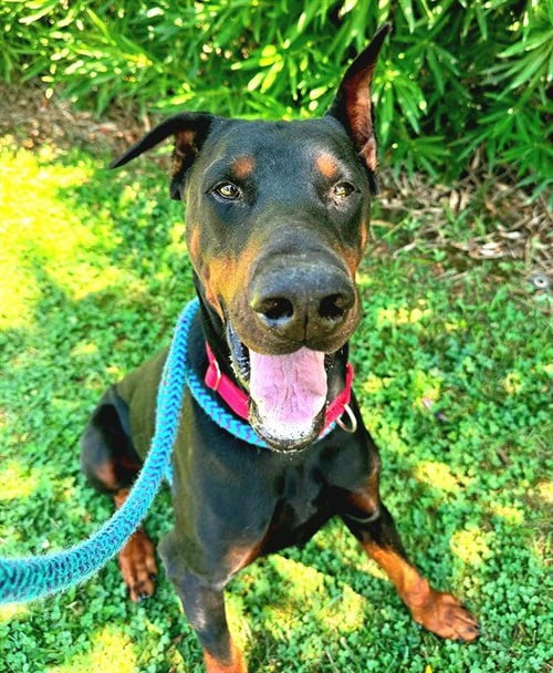 *SNUFFLEUPAGUS - Doberman Pinscher available for adoption