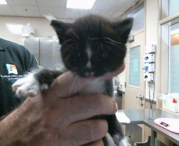*MAXIMOS - Domestic Short Hair available for adoption