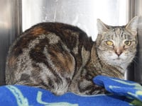 *MAGGIE (BARN CAT) - Photo 1