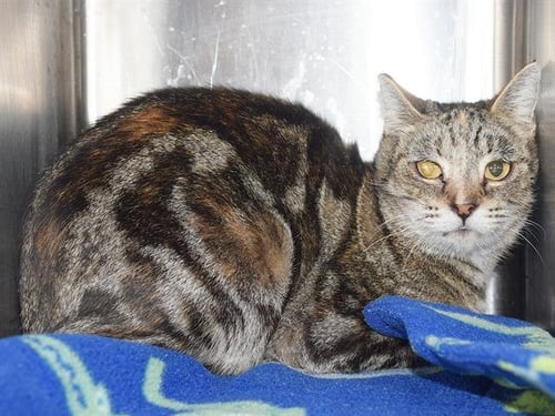 *MAGGIE (BARN CAT) - Domestic Short Hair available for adoption
