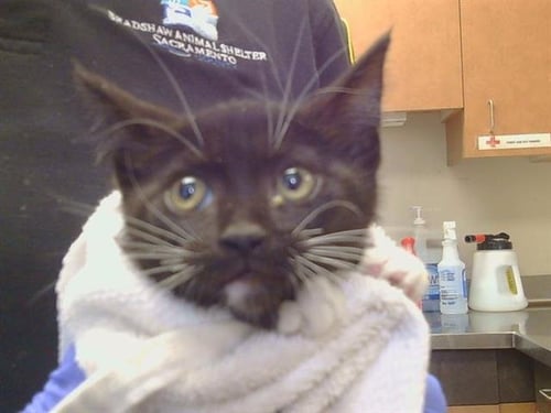 A929346 - Domestic Short Hair available for adoption