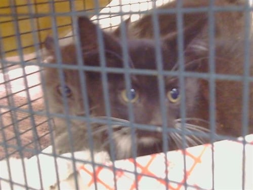 A929346 - Domestic Short Hair available for adoption