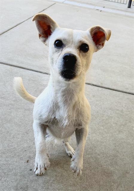*SCOTTY - Cairn Terrier / Chihuahua available for adoption