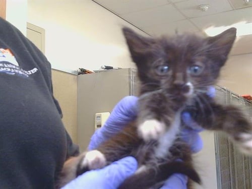 A927492 - Domestic Short Hair available for adoption