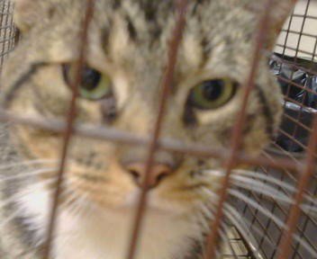 A926011 - Domestic Short Hair available for adoption