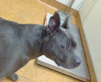 DALLAS - Pit Bull Terrier available for adoption