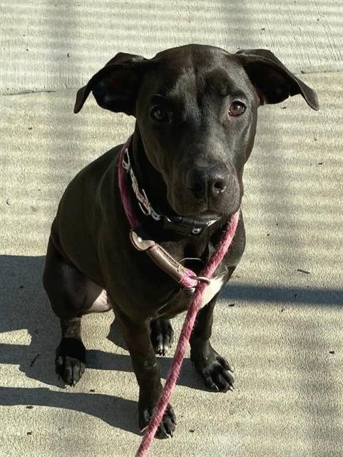 *LUMI - Pit Bull Terrier available for adoption