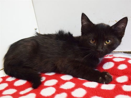 *ARCHER - Domestic Short Hair available for adoption