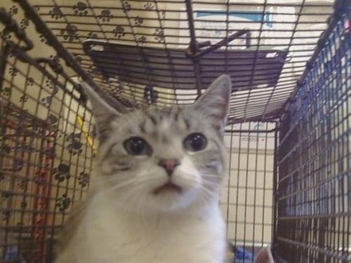 A925909 - Domestic Short Hair available for adoption