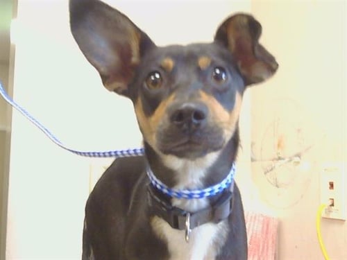 *TUMBLEWEED - Rat Terrier available for adoption