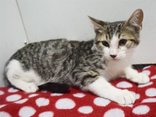 *BENZI - Domestic Short Hair available for adoption