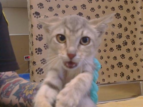 A925940 - Domestic Short Hair available for adoption