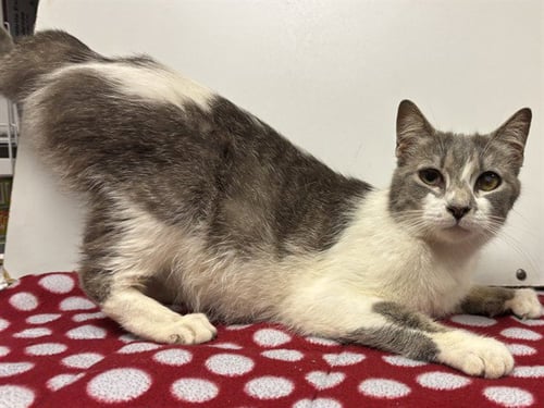 *KIKI - Domestic Short Hair for adoption in Roseville