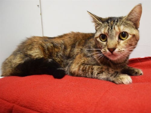 *JINNY - Domestic Short Hair available for adoption