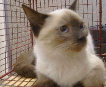 A929703 - Siamese available for adoption