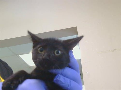 *BORA BORA - Domestic Medium Hair available for adoption