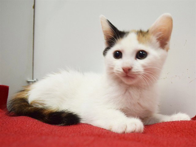 SPAY*SUGAR Image