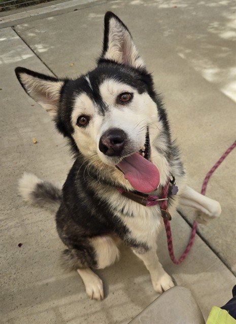 *DREW - Siberian Husky available for adoption