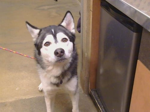 A926425 - Siberian Husky available for adoption