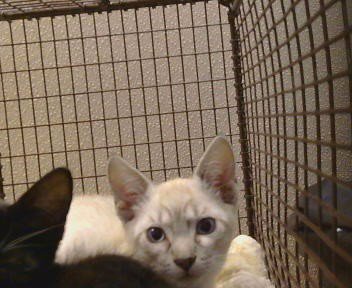 A923894 - Domestic Short Hair available for adoption