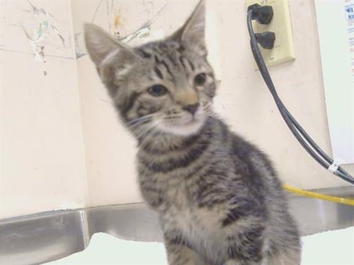 A928662 - Domestic Short Hair available for adoption