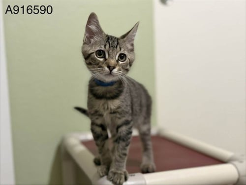 *SHANE - Domestic Short Hair available for adoption