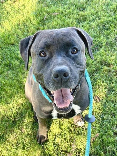 *BUTCH - Pit Bull Terrier available for adoption