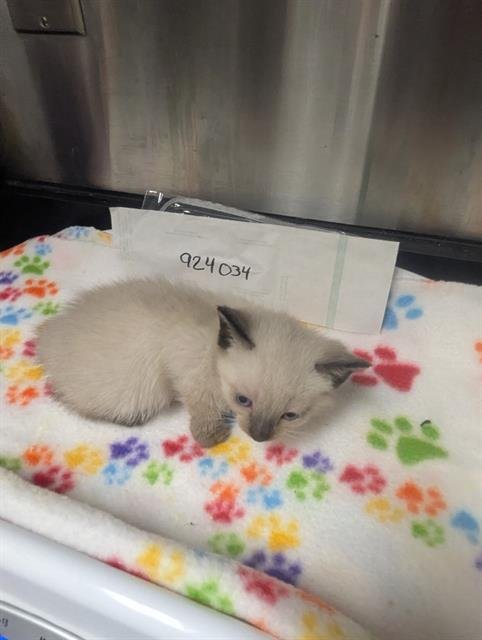 A924034 - Domestic Short Hair available for adoption