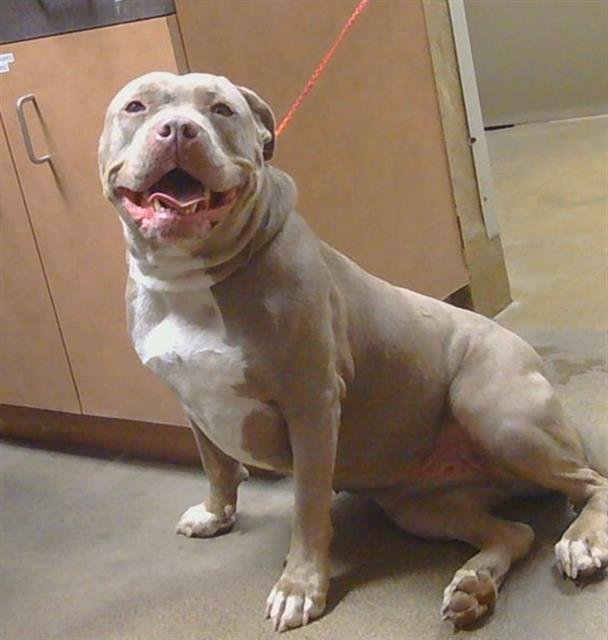 CASHMIERE - American Pit Bull Terrier available for adoption