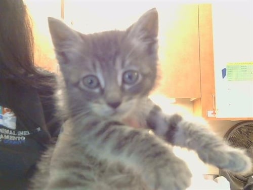NOAH - Domestic Short Hair available for adoption