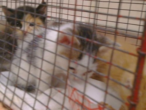 AMELIA - Domestic Short Hair available for adoption