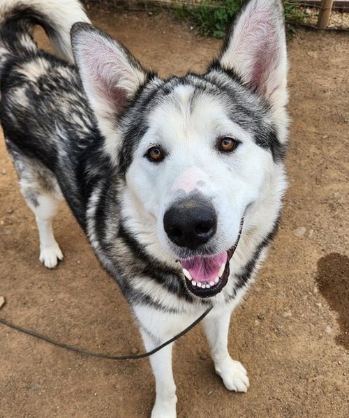 *TIKAANI - Alaskan Malamute / Akita available for adoption