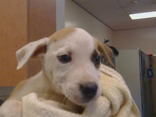 A927660 - Pit Bull Terrier available for adoption