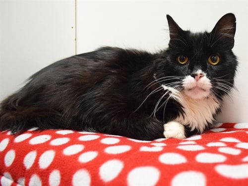 SOCKS - Maine Coon for adoption in Roseville