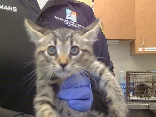 A929094 - Domestic Short Hair available for adoption