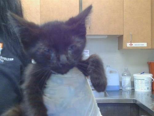 *ARCHER - Domestic Short Hair available for adoption