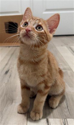 ARTHUR - Domestic Short Hair available for adoption